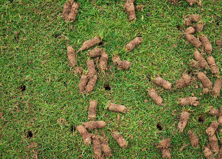 Lawn aeration in Aurora and Newmarket