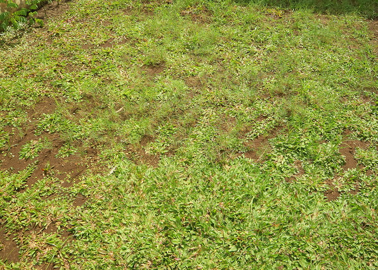 Lawn aeration services in Aurora and Newmarket
