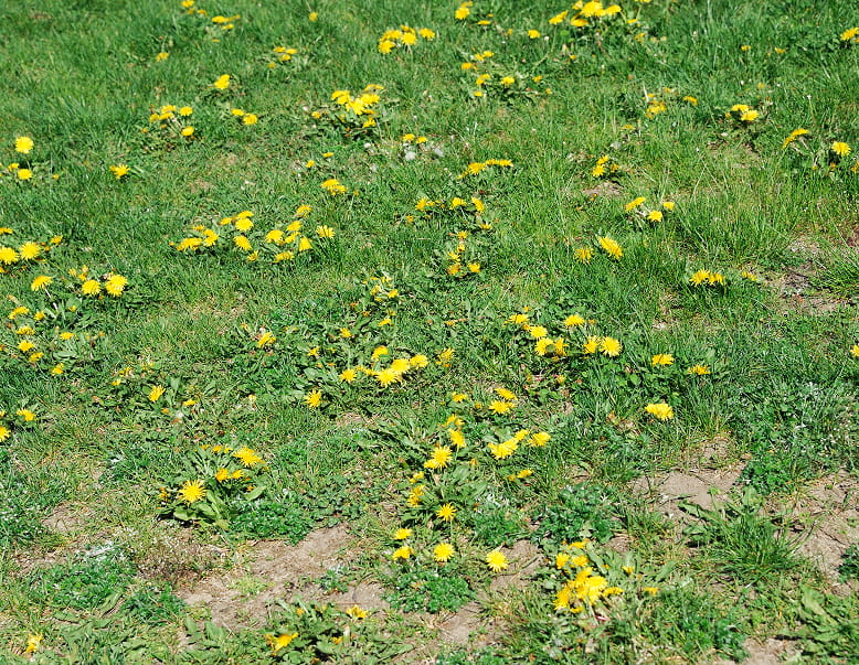 Weed control in Aurora and Newmarket