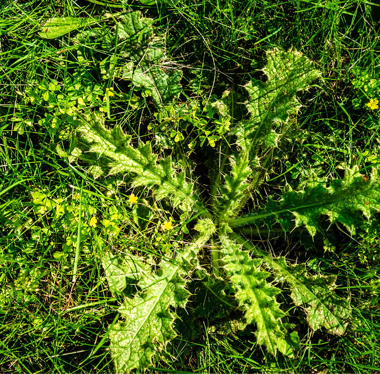 Weed control in Newmarket, ON