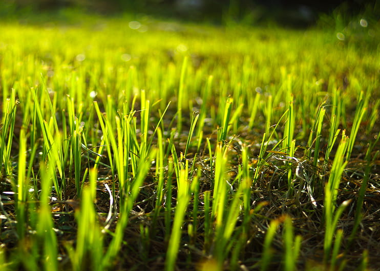 Lawn overseeding in Aurora and Newmarket