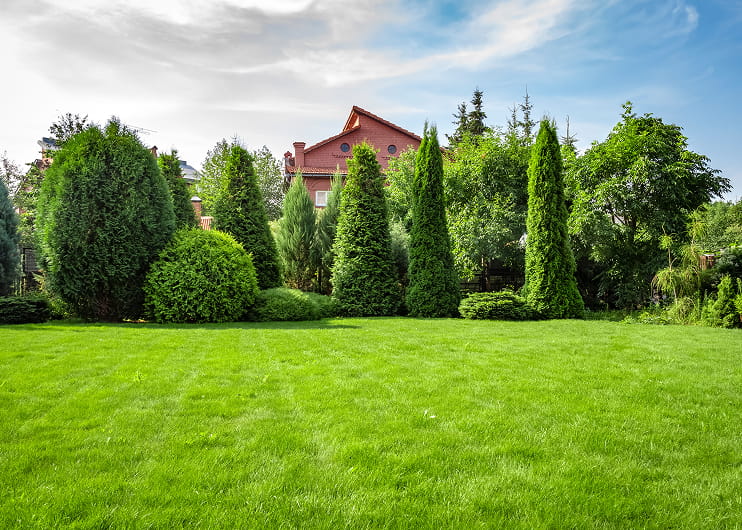 Lawn overseeding in Aurora and Newmarket
