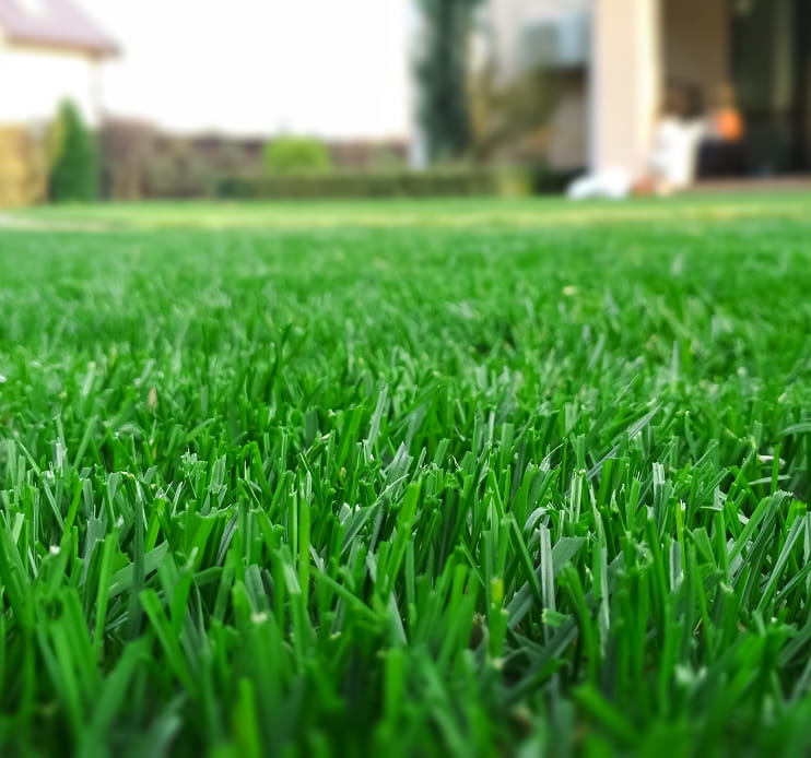 Lawn fertilizing in Newmarket, ON